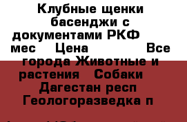 Клубные щенки басенджи с документами РКФ - 2,5 мес. › Цена ­ 20 000 - Все города Животные и растения » Собаки   . Дагестан респ.,Геологоразведка п.